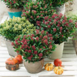 skimmia_resized