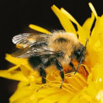bumblebee