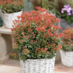 pieris_resized